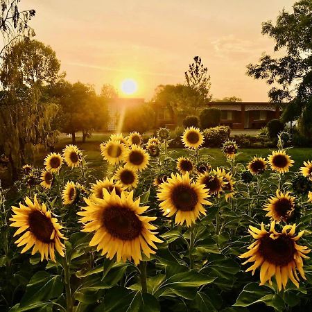 Quirindi Sunflower Motor Inn Eksteriør bilde