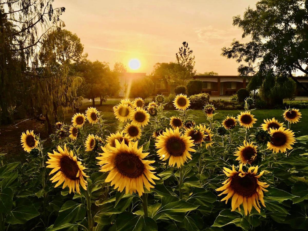 Quirindi Sunflower Motor Inn Eksteriør bilde